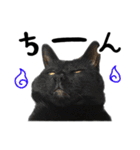 かわいい猫ちゃんスタンプ【実写】（個別スタンプ：26）