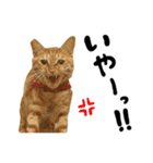 かわいい猫ちゃんスタンプ【実写】（個別スタンプ：27）