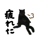 かわいい猫ちゃんスタンプ【実写】（個別スタンプ：28）