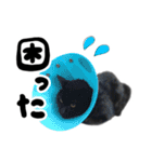 かわいい猫ちゃんスタンプ【実写】（個別スタンプ：29）