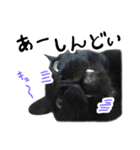 かわいい猫ちゃんスタンプ【実写】（個別スタンプ：30）