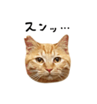 かわいい猫ちゃんスタンプ【実写】（個別スタンプ：32）