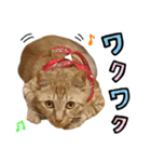 かわいい猫ちゃんスタンプ【実写】（個別スタンプ：33）