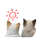 かわいい猫ちゃんスタンプ【実写】（個別スタンプ：34）