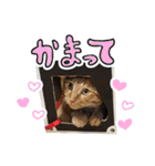 かわいい猫ちゃんスタンプ【実写】（個別スタンプ：35）