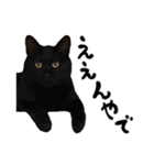 かわいい猫ちゃんスタンプ【実写】（個別スタンプ：36）