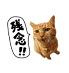かわいい猫ちゃんスタンプ【実写】（個別スタンプ：37）