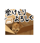 かわいい猫ちゃんスタンプ【実写】（個別スタンプ：38）