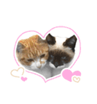 かわいい猫ちゃんスタンプ【実写】（個別スタンプ：39）