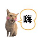 ネコHua（個別スタンプ：4）