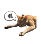 ネコHua（個別スタンプ：9）