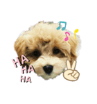 わが家のまろくん（個別スタンプ：6）