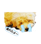 わが家のまろくん（個別スタンプ：7）