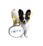 パピヨンのみぃちゃんスタンプ（個別スタンプ：4）