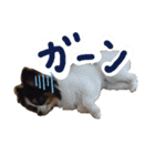 パピヨンのみぃちゃんスタンプ（個別スタンプ：6）