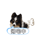 パピヨンのみぃちゃんスタンプ（個別スタンプ：8）