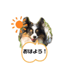 パピヨンのみぃちゃんスタンプ（個別スタンプ：9）