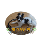 パピヨンのみぃちゃんスタンプ（個別スタンプ：11）