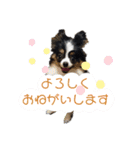 パピヨンのみぃちゃんスタンプ（個別スタンプ：13）