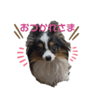 パピヨンのみぃちゃんスタンプ（個別スタンプ：14）