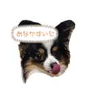 パピヨンのみぃちゃんスタンプ（個別スタンプ：15）