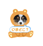 パピヨンのみぃちゃんスタンプ（個別スタンプ：18）