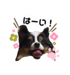 パピヨンのみぃちゃんスタンプ（個別スタンプ：19）