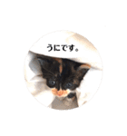 うにさまスタンプ（個別スタンプ：1）