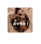 うにさまスタンプ（個別スタンプ：3）