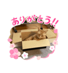 べべちょ❤︎（個別スタンプ：5）