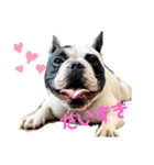 Rock french bulldog（個別スタンプ：1）