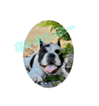 Rock french bulldog（個別スタンプ：2）