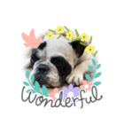Rock french bulldog（個別スタンプ：3）