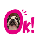 Rock french bulldog（個別スタンプ：4）
