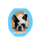 Rock french bulldog（個別スタンプ：6）