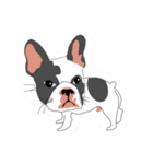 Rock french bulldog（個別スタンプ：8）