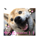 ぶんたんと愉快な仲間たち（個別スタンプ：3）