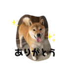 ぶんたんと愉快な仲間たち（個別スタンプ：7）