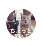 ぶんたんと愉快な仲間たち（個別スタンプ：12）