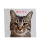 びっきなあんこ2（個別スタンプ：3）