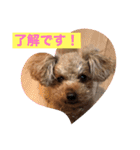 トイプードルの凪ちゃん（個別スタンプ：1）
