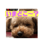 トイプードルの凪ちゃん（個別スタンプ：2）