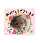 トイプードルの凪ちゃん（個別スタンプ：4）