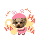 トイプードルの凪ちゃん（個別スタンプ：6）
