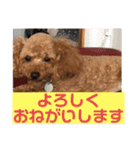 トイプードルの凪ちゃん（個別スタンプ：9）