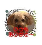 トイプードルの凪ちゃん（個別スタンプ：10）