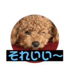トイプードルの凪ちゃん（個別スタンプ：11）