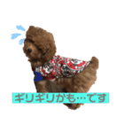 トイプードルの凪ちゃん（個別スタンプ：12）