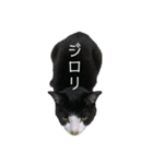 ごまぁ（個別スタンプ：3）