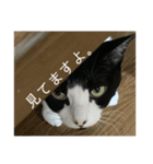 ごまぁ（個別スタンプ：4）